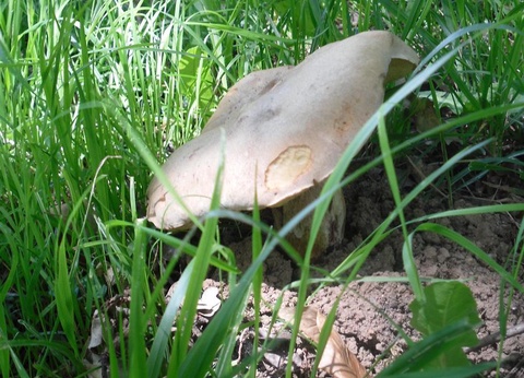 Village Vacances Les Chalets de la Gazonne, 2* - 69