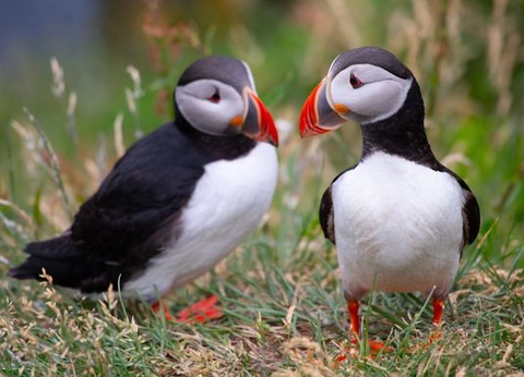 Circuit Splendeurs des Îles Féroé 6J/5N - 2026 - 8