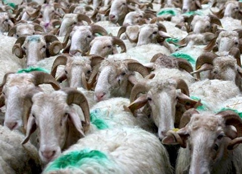 Camping Barétous Pyrénées 4* - 42