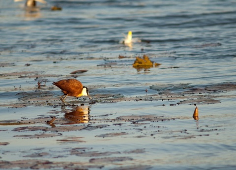 Circuit Les Oasis du Sénégal + extension 2N Framissima Palm Beach **** - 12