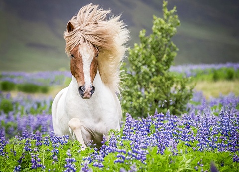 City break « Douceur d'Islande » - Pack de 2 activités incluses - 10