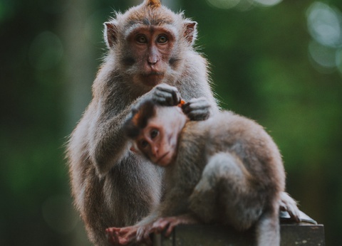 Circuit Privatif - Bali, du centre au Nord - 6