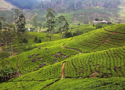 Circuit Ceylan Bonheur - 11