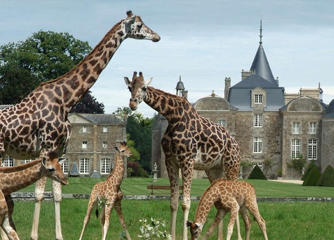 Découverte du zoo du Domaine de la Bourbansais avec petit déjeuner dans le centre de Rennes - 4* - 14