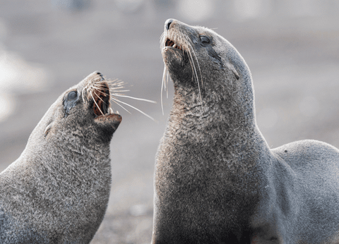 Circuit Equateur Authentique et Galapagos - 26