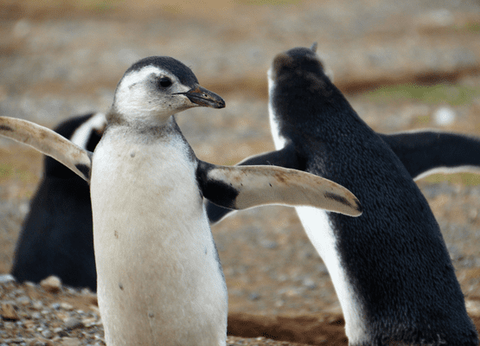 Circuit Equateur Authentique et Galapagos - 25