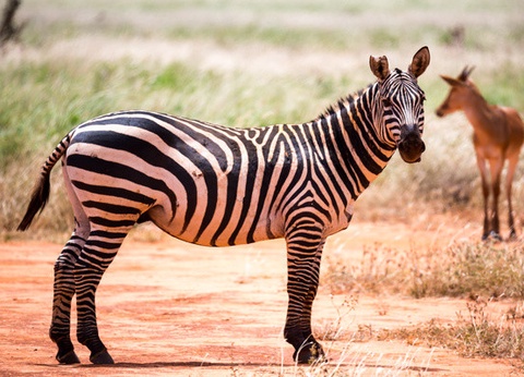 Circuit Safari au coeur des grands parcs du Kenya - 30