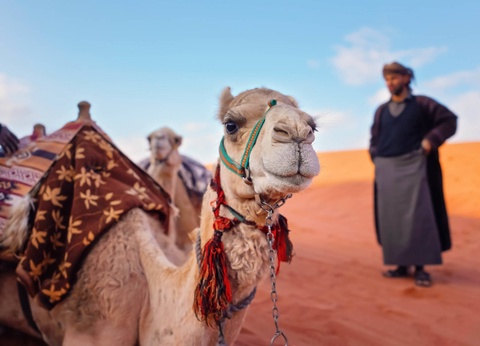Circuit Sur la route des Rois : rando et vélo en Jordanie - 5
