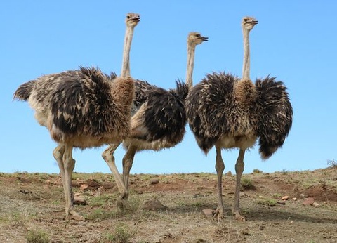 Circuit Merveilles d'Afrique du Sud et Extension Chutes Victoria 18J/15N - 7