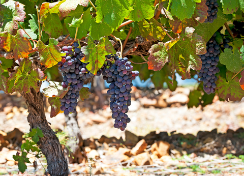 Circuit Aventures Australes, de l'Afrique du Sud au Botswana - 26