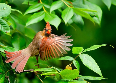 Circuit Panama authentique et plages du Pacifique (maximum 16 participants) - 6