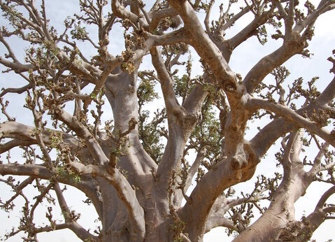 Circuit Privilège Sénégal en privatif - 21