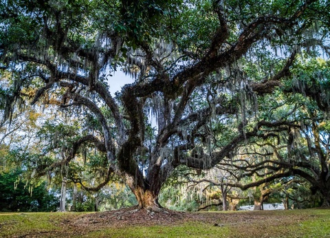 DÉCOUVERTE DE LA LOUISIANE - 5