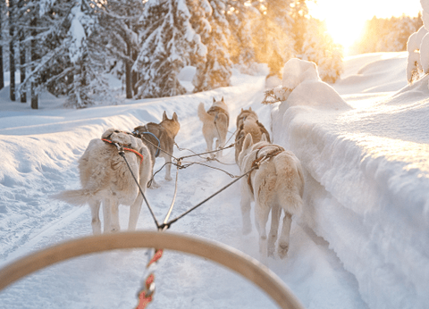 La Magie de Noël au Coeur de la Laponie Suédoise - 12