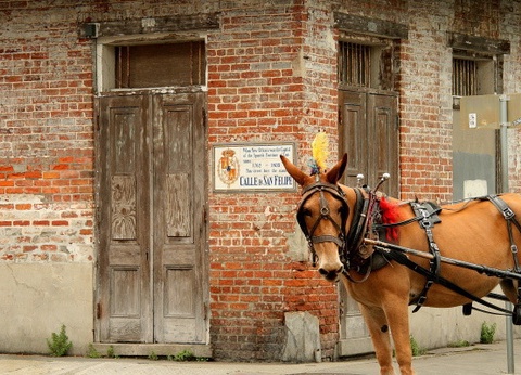 Circuit Panorama des Etats du Sud-Est Américain & extension Miami - 4