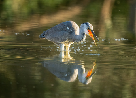 Circuit Aventures Australes, de l'Afrique du Sud au Botswana - 20