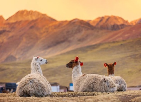 Circuit Douceurs au Pays des Incas et Séjour Amazonie - 16