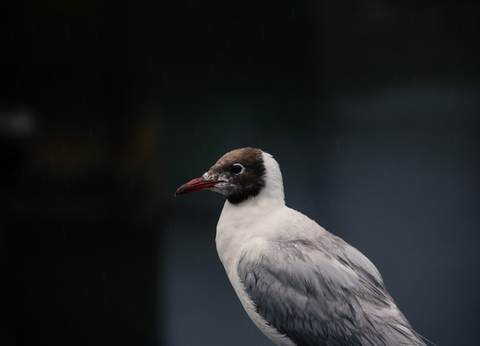 Circuit Découverte de Chiloé et Aventure Chilienne du Nord au Sud - 35