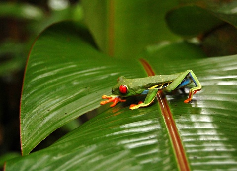 Circuit Costa Rica, terre d'émeraude et de saphir - 5