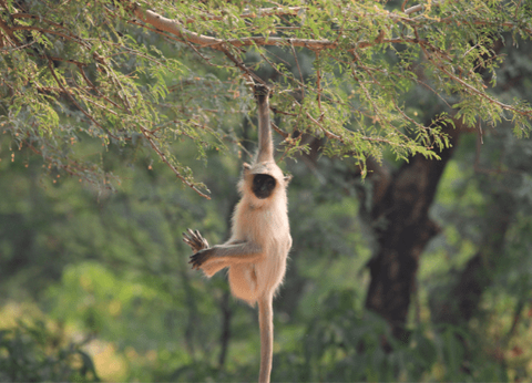 Circuit Sur la route du Taj Mahal au Tigres de Ranthambore - 26
