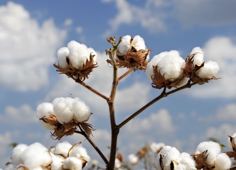 Circuit Panorama des Etats du Sud-Est Américain & extension Miami - 8