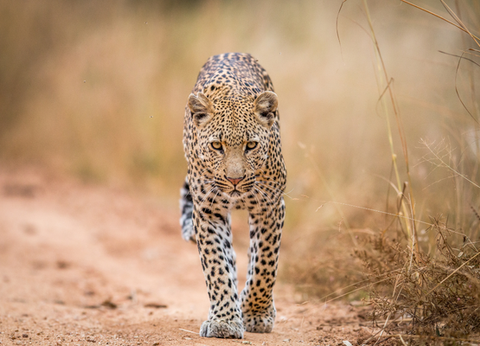Circuit Du Parc Chobe au Cap de Bonne Espérance - 31