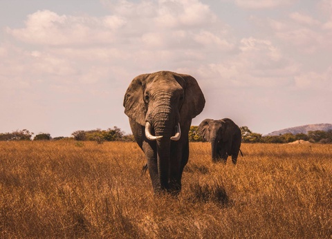 Circuit Essence d'Afrique du Sud et extension aux Chutes Victoria **** - 3