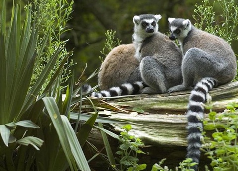 Camping Le Petit Bois, 3* - 34