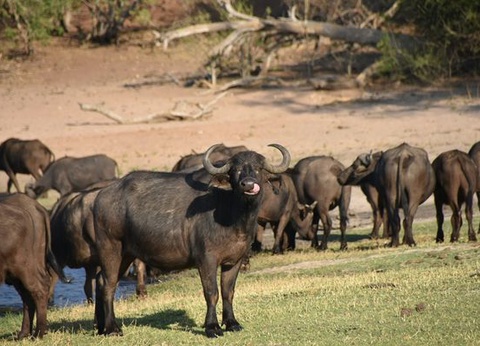 Circuit Splendeurs d'Afrique du Sud et Eswatini, Extension Chutes Victoria et Chobe - 16