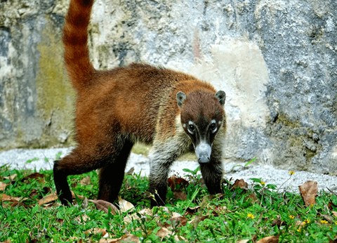 Circuit Guatemala, Sur la Piste du Quetzal et Plage - 11