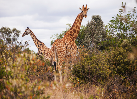 Circuit Lumières de la Savane Africaine - 17