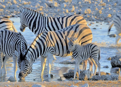 Road Trip Dunes et désert namibiens - 7