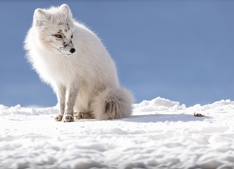 Circuit Spitzberg, voyage au-delà du cercle polaire - 9