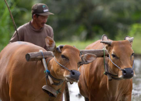 Circuit Essence de Bali - 8