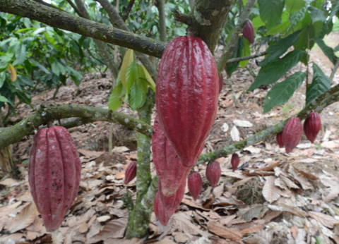 Circuit Perles d'Indonésie - 29