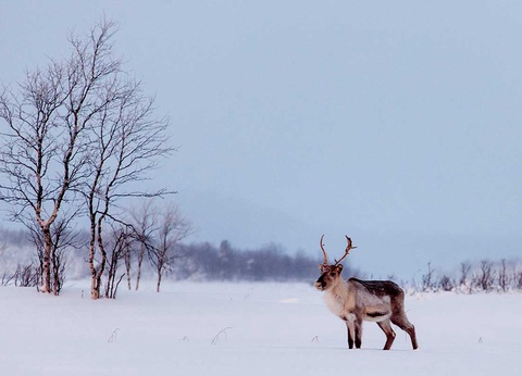 Club Marmara Ivalo - 18