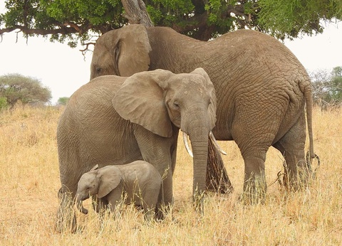 Safari Privatif - Aventure Tanzanienne - 8