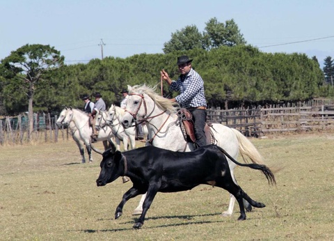 Camping Abri de Camargue, 4* - 87