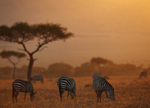 Circuit Lumières d'Afrique Safari au coeur du Kenya - 10
