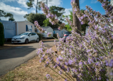 Camping Paradis La Pomme de Pin 4* - 9