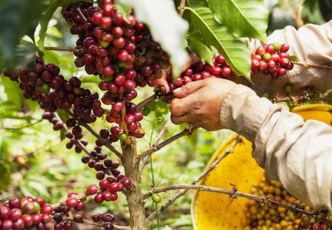 Circuit privatif Fascinante Colombie extension Parc de Tayrona 12J/10N - 6