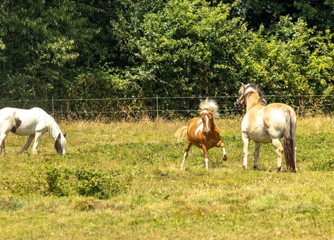 Camping Château La Forêt, 4* - 11