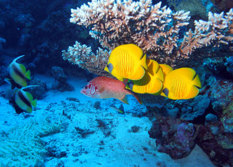 Croisière Des Mystères du Nil en Dahabeya à la Mer Rouge 5* - 35
