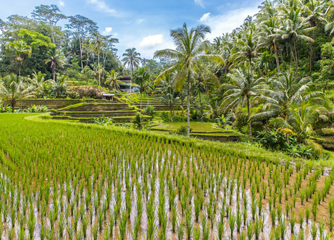 Circuit Panorama Balinais Charme et Privatif - 19