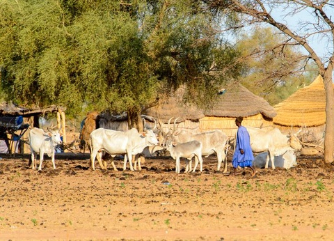 Circuit Mythes et Charmes du Sénégal 3* - 2