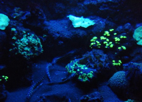 Camping Au Pigeonnier, 4* - 68