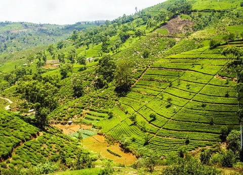 Circuit privé Ceylan buissonnier - 24