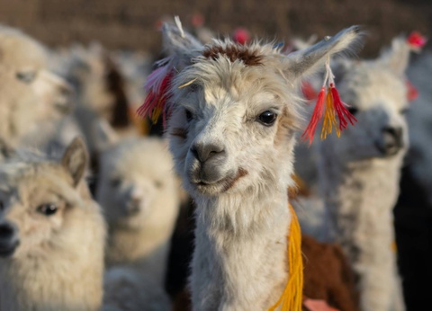 Circuit Sur la trace des Incas : de la Vallée Sacrée aux profondeurs de l'Amazonie - 5