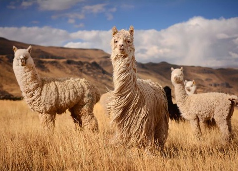 Circuit Splendeurs du Pérou et Séjour Nazca - 12