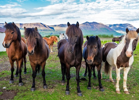 Autotour Islande 360° - SDB Privative - 2